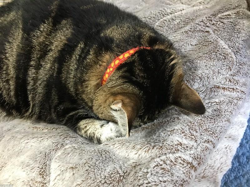 【効率化の極意】「睡眠の質」を劇的に高める！脳のメモリを解放する最強の夜間ルーチン